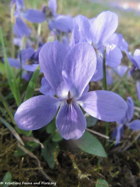 Datei:Viola odorata Linné, 1753 Neutr 140404 1321.jpg