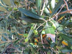 Früchte, Die Olivenhaine in Lun 06/2018
