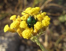 Vir 06/2012 in Helichrysum italicum (Roth) G.Don, 1830 - Italienische Strohblume, smilje