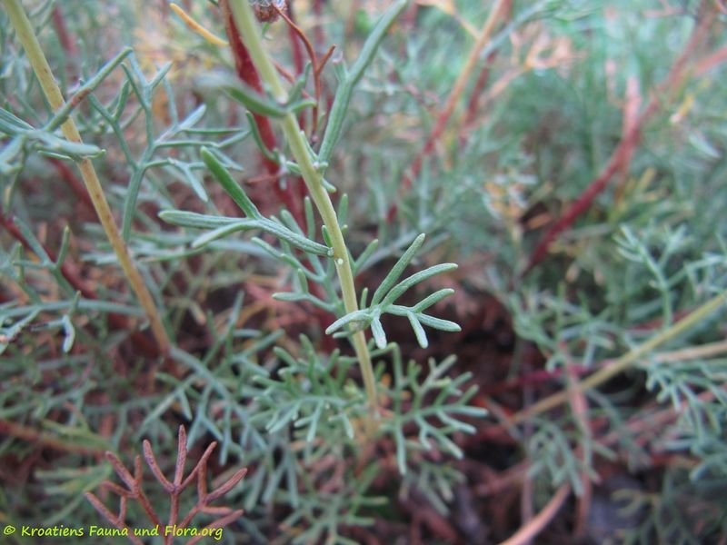 Datei:Artemisia alba Turra, 1764 SeNe 141016 6151.jpg