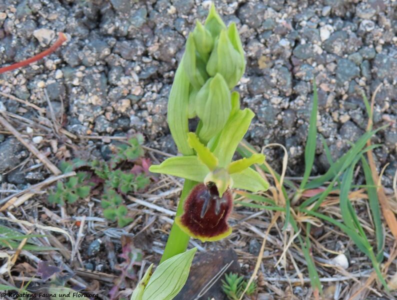 Datei:Ophrys illyrica S. Hertel et K. Hertel, 2002 Vir 220321 2457 d.jpg