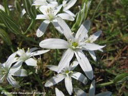 OrnithoUmbell Bak 120504 47.JPG