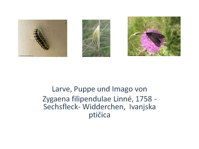 Datei:Holometabole Entwicklung bei Insekten.jpg