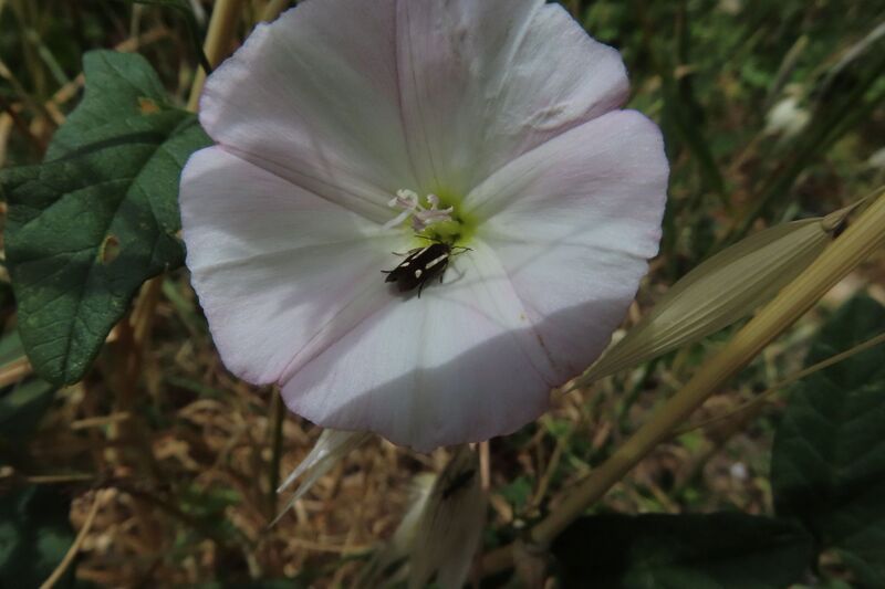 Datei:Scythris knochella Fabricius, 1794 Vir 250526 8690.JPG
