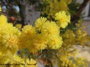 Acacia dealbata Link, 1822 - Silber-Akazie, mimoza. Fundort: Insel Vir 02/2021, Invasive Pflanze