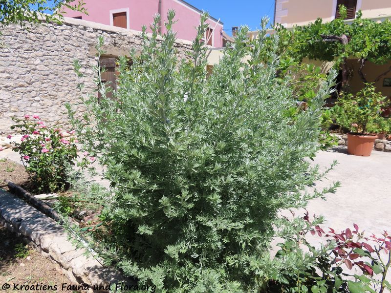 Datei:Artemisia absinthium Linné, 1753 Nin 200708 1064.JPG
