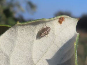 Issus muscaeformis von Schrank, 1781 Vir 260307 7733 D.JPG