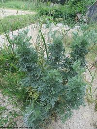 Artemisia absinthium Linné, 1753 Smil 180521 13906.jpg