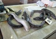 Anguilla anguilla Linné, 1758 - Europäischer Aal, jegulja, Fundort:Fischmarkt Zadar 02/2016, Gefährdetes Tier, Meerestier