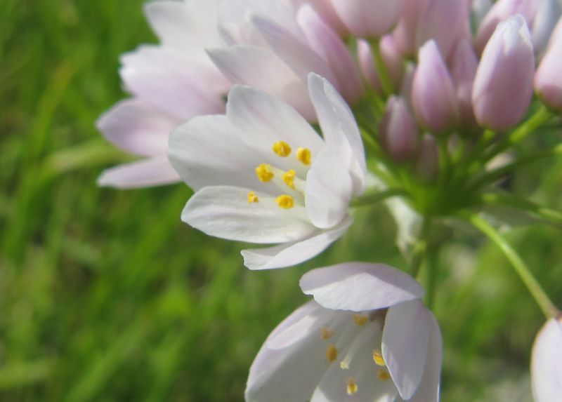 Datei:Allium roseum Linné, 1753 Vrsi 160430 8530d.jpg