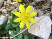 Frühlings - Scharbockskraut, zlatica. Fundort: Vir 03/2023. Heilpflanze, Essbare Pflanze, Giftpflanze