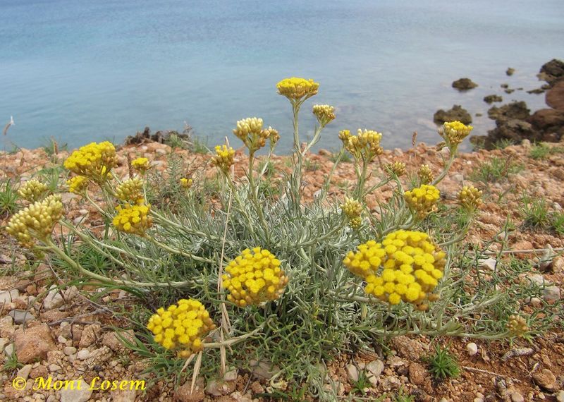 Datei:Helichrysum italicum (Roth) Don, 1830 Vir 120601 897.jpg