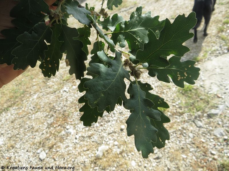 Datei:Quercus pubescens Willdenow, 1796 Pol 180606 13961.jpg