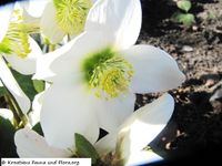 Helleborus niger Linné, 1753 - Schwarze Nieswurz, crni kukurijek. Fundort: Heselbach 03/2014, Giftpflanze , Heilpflanze, Zierpflanze