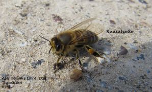 Die langgezogene Radialzelle unterscheidet sie von Wildbienen, Thalmassing 04/2012