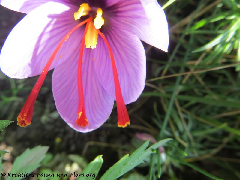 Datei:Crocus sativus Linné, 1753 WFlo 191012 1766.jpg
