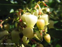 Arbutus unedo Linné, 1753 - Westlicher Erdbeerbaum, planika. Fundort: Vir 04/2015, Heilpflanze, Essbare Pflanze