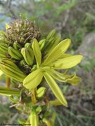 Asphodeline lutea (Linné) Reichenbach, 1830 - Gelbe Junkerlilie, žuta zlatoglavica. Fundort: Kosjača 03/2014, Essbare Pflanze, Zierpflanze